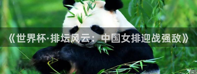 世界杯足球2026：《世界杯·排坛风云：中国女排迎战强敌》
