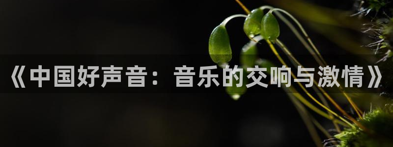 世界杯2026预选赛：《中国好声音：音乐的交响与激情》